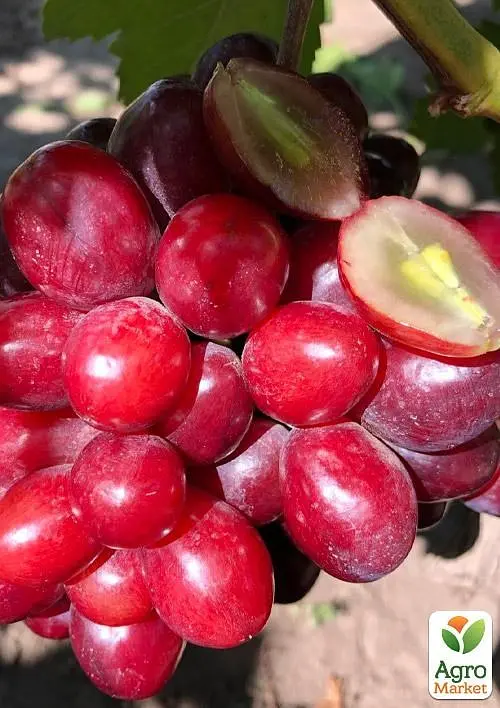 Саджанець Agro-Market Виноград Велюр (найранніший, великоплідний, солодкий) 1 шт. в пакуванні (61637) - фото 2