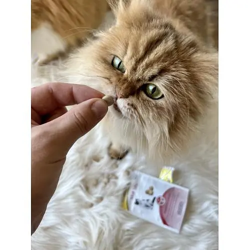 Витамины GimCat Every Day Malt Tabs для кошек, 40 г - фото 4