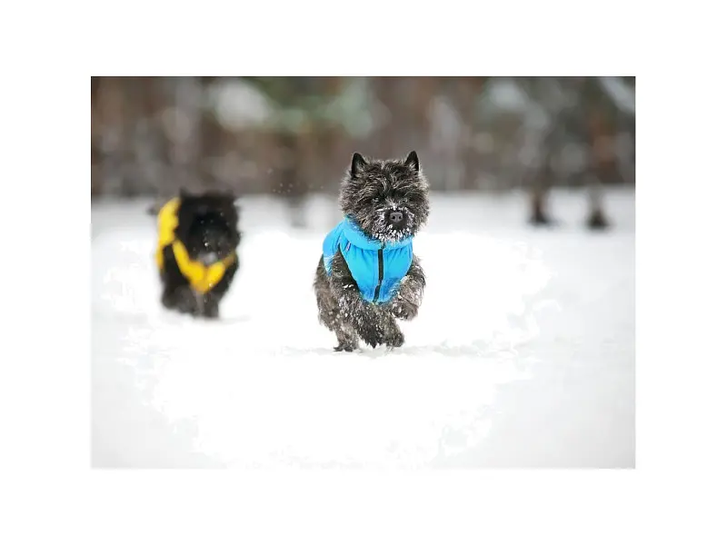 Курточка для животных Collar AiryVest "Colors of freedom" XS 25 (4440-4020) - фото 7