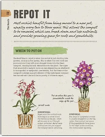 Happy Orchid - фото 7