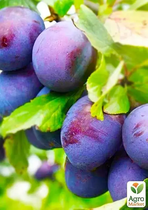 Саженец Agro-Market Слива бордовая с синим оттенком Заветная мечта (Cherished dream) (премиальный, высокоурожайный, очень сладкий сорт) 1 шт. в упаковке (61703) - фото 2