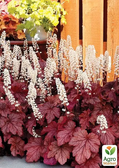 Саженец Agro-Market Гейхерелла (Heucherella) Peach Tea (181408) - фото 2