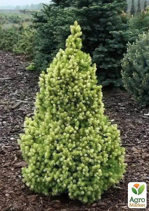 Саженец Agro-Market Ель 2-летняя канадская Biesenthaler Fruhling С2, высота 25-30 см 1 шт. в упаковке (176883) - фото 4