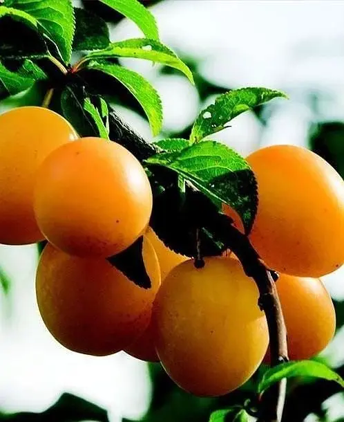 Саженец Agro-Market Слива Любимая Млиева (летний сорт, ранний срок созревания) (39992) 1 шт. в упаковке - фото 4