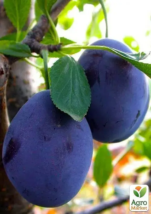 Саженец Agro-Market Слива Стенлей (осенний сорт, поздний срок созревания) 1 шт. в упаковке (20941) - фото 2