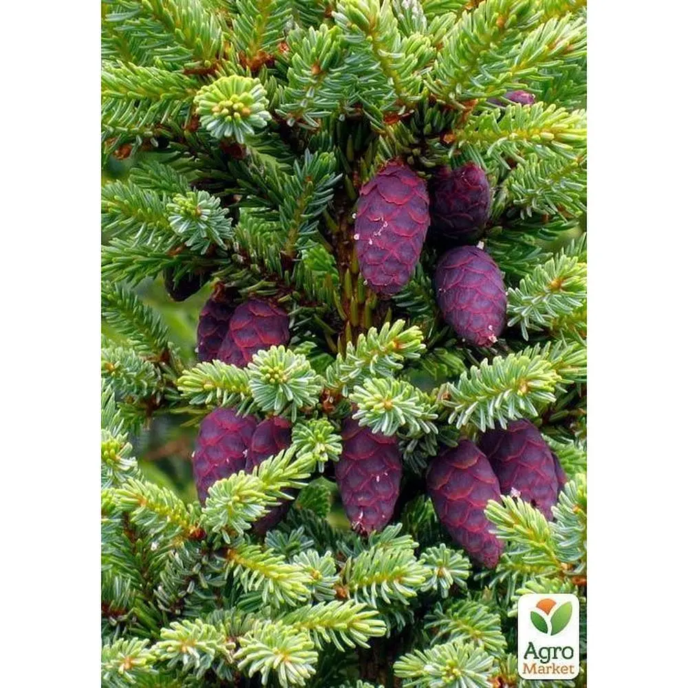 Саженец Agro-Market Ель Вильсона Picea Wilsonii (горшок P9) (49259) - фото 2