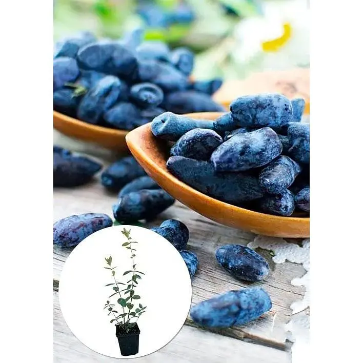 Саджанець Agro-Market Жимолость Алісія (середньопізній термін дозрівання, ягоди з куща не обсипаються) 1 шт. в упаковці (43966) - фото 2