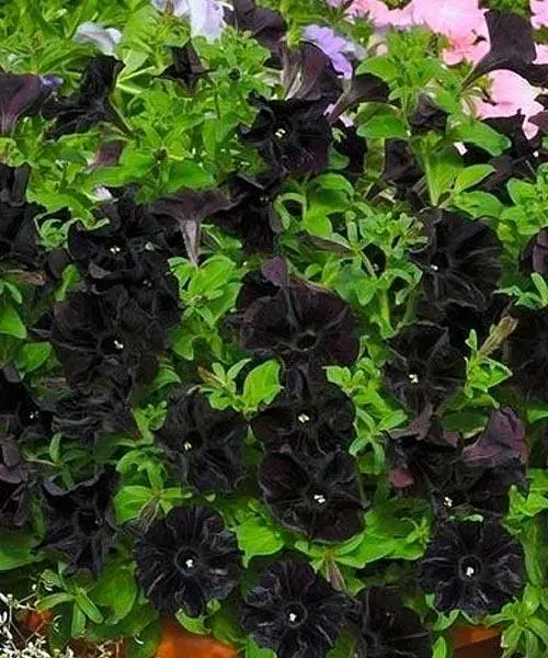 Сурфінія Black Velvet (контейнер №10 висота 10-15 см) Agro-Market 1 саджанець в упаковці (47995)  - фото 2