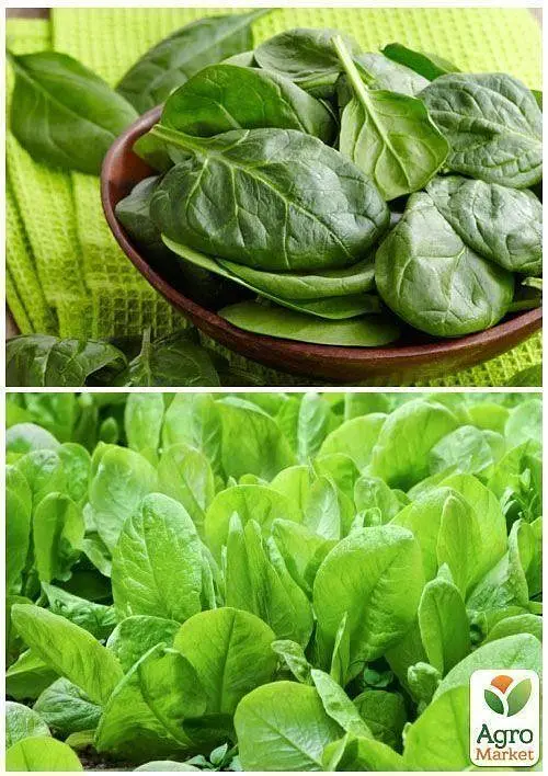 Насіння Agro-Market Шпинат Застольний на вагу ціна за 7 г (13356) - фото 2