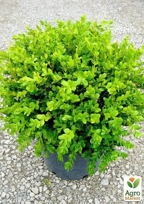 Саженец Agro-Market Самшит вечнозеленый Таинственная красота (Buxus sempervirens) (25822) - фото 2