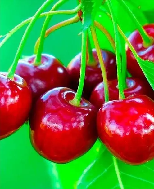 Саджанець Agro-Market Черешня Бичина (літній сорт, середній термін дозрівання) (25906) 1 шт. в упаковці - фото 2