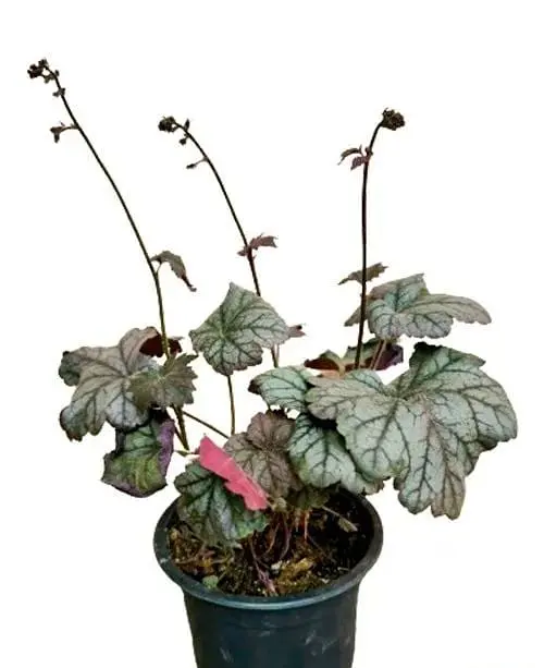 Гейхера Agro-Market Heuchera Cinnabar Silver С1 висота 15-30 см 1 саджанець в упаковці - фото 2