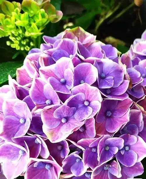 Гортензия Agro-Market Fayette Blue крупнолистная 2-х летняя высота саженца 25-45 см 1 саженец в упаковке - фото 2