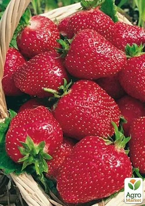 Саджанець Agro-Market Полуниця Полка (пізній термін дозрівання) 5 шт. в пакуванні (23398) - фото 3