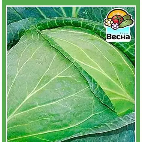 Насіння Весна Капуста пізньостигла Бірюза 0.5 г (18631) - фото 1