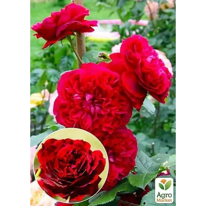 Саджанець Agro-Market Троянда англійська Кінг Артур (клас АА +) вищий сорт (16062) 1 шт. - фото 2
