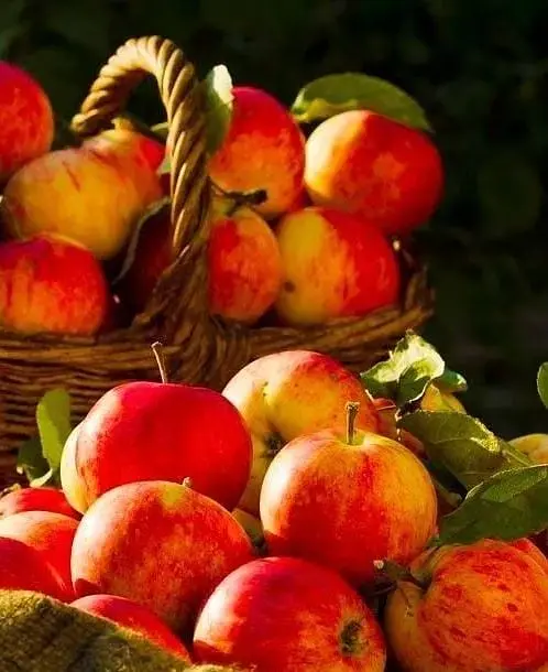 Саджанець Agro-Market Яблуня Чемпіон (Ранньозимовий сорт) (25647) 1 шт. в упаковці - фото 4