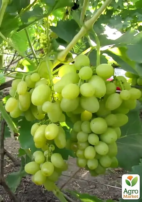Саджанець Agro-Market Виноград Білий Кришталь (надранній великий мускат) 1 шт. в пакуванні (158229) - фото 2
