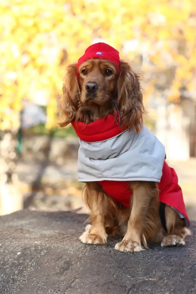 Шапка для собак Hat-Dog червона (S) - фото 7