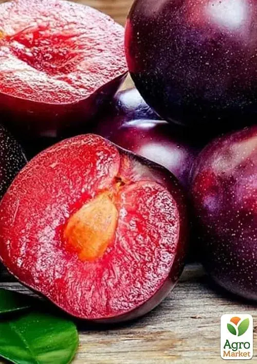 Саджанець Agro-Market Алича-Абрикосовий гібрид Черрікос (з легким ароматом полуниці) 1 шт. в упаковці (181926) - фото 3