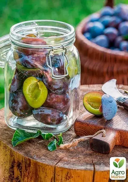 Саджанець Agro-Market Слива Амерс (осінній сорт, пізній термін дозрівання) 1 шт. в упаковці (39961) - фото 3