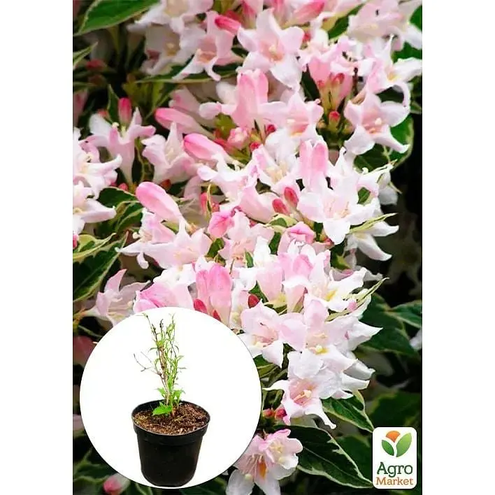 Саженец Agro-Market Вейгела 2-х летняя Splendid С3 высота 20-40 см (152339) 1 шт. в упаковке - фото 4