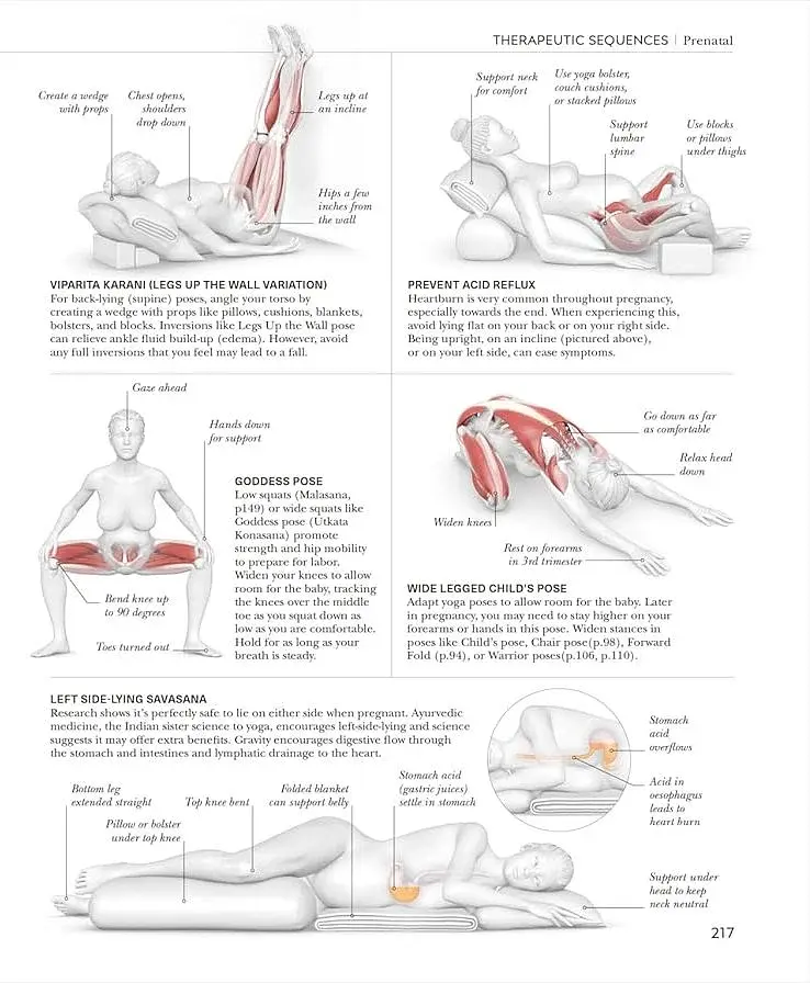 Science of Yoga. Understand the Anatomy and Physiology to Perfect Your Practice - фото 8