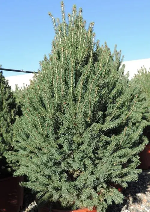 Саженец Agro-Market Ель канадская Cinderella С3 высота 45-55 см 1 шт. в упаковке (176426) - фото 3