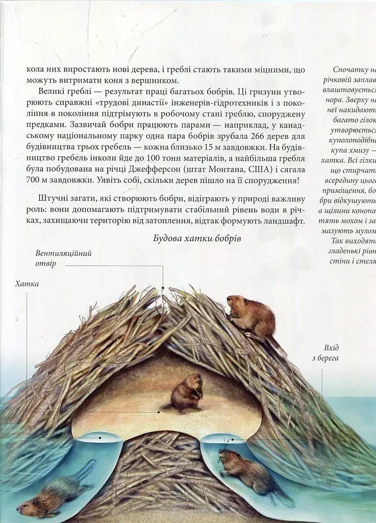 Енциклопедія для допитливих А5 : Тварини - винахідники і будівельники (Українська, 01 КРЕЙДОВАНИЙ ) - Андрій Гапченко - фото 10