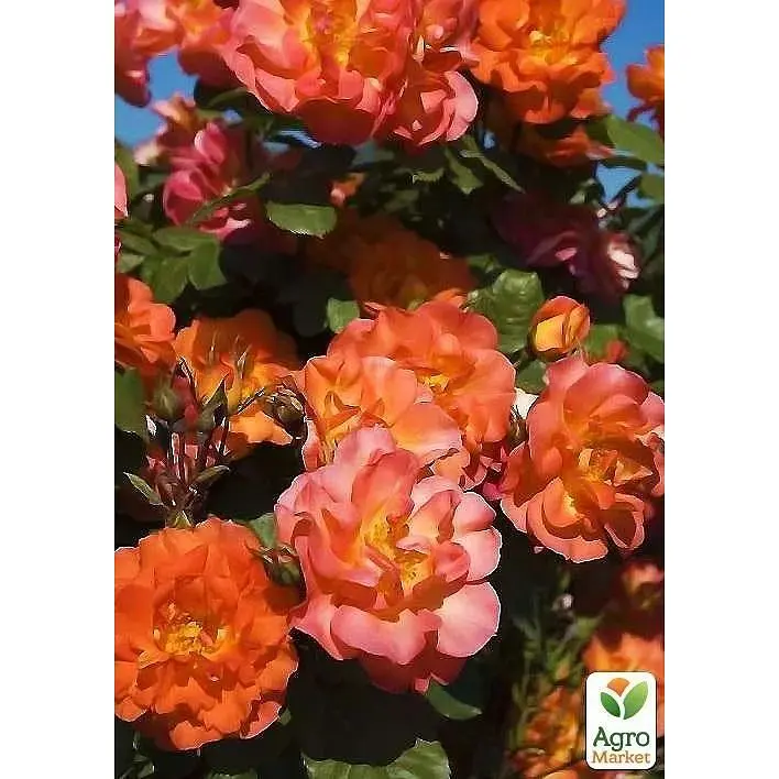 Троянда плетиста Agro-Market Повний Місяць Full Moon саджанець класу АА+ вищий сорт 1 шт. в упаковці (20974) - фото 2