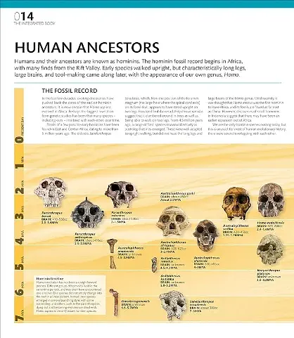 The Definitive Visual Guide: Complete Human Body - фото 3