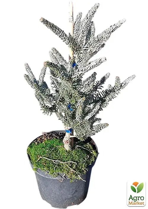 Саженец Agro-Market Пихта корейская Silberlocke С7.5 высота 50-60 см 1 шт. в упаковке (183032) - фото 4