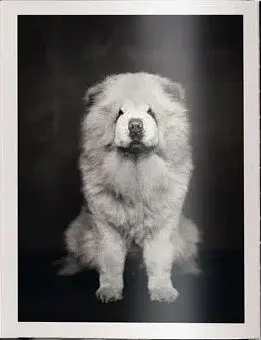 The Dogs: Human Animals - фото 4