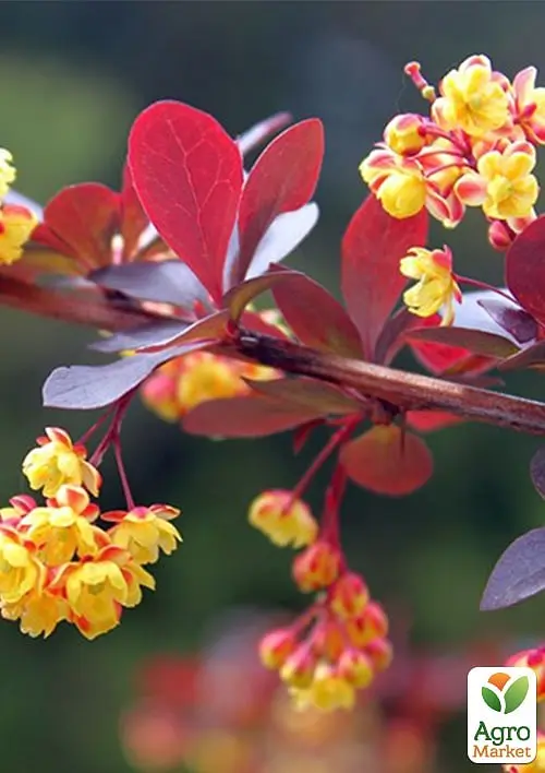 Саджанець Agro-Market Барбарис Тунберга 3-х річний Atropurpurea Nana С3, висота саджанця від 25см (175131) - фото 5
