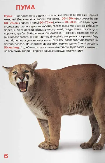 Велика книжка. Дикі кішки - - фото 3