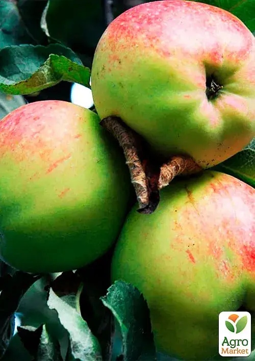 Саженец Agro-Market Яблоня Антоновка (осенний сорт, средний срок созревания) 1 шт. в упаковке (25755) - фото 2