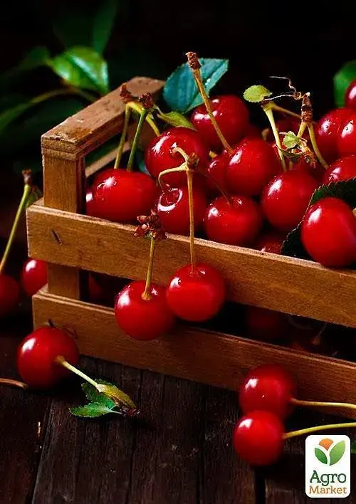 Саджанець Agro-Market Вишня Іграшка (літній сорт, ранній термін дозрівання) 1 шт. в упаковці (21361) - фото 3