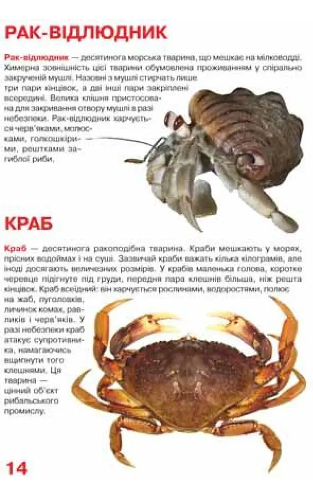 Велика книжка. Мешканці морів та океанів - фото 4