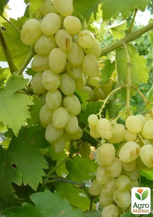 Саджанець Agro-Market Виноград Княгиня Ольга (середній термін дозрівання, ягоди можуть зберігатися до Нового року без зміни смаку) 1 шт. в пакуванні (25531) - фото 3