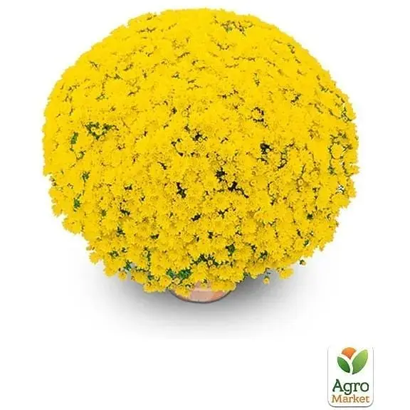 Саженец Agro-Market Хризантема мультифлора шаровидная Bandol Yellow (176437) 1 шт. в упаковке - фото 2