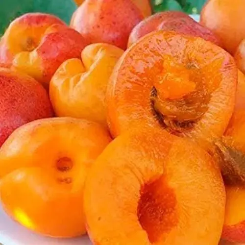 Саджанець Agro-Market Абрикос Джумбо Тардив (літній сорт, середній термін дозрівання) (39866) 1 шт. в упаковці - фото 4