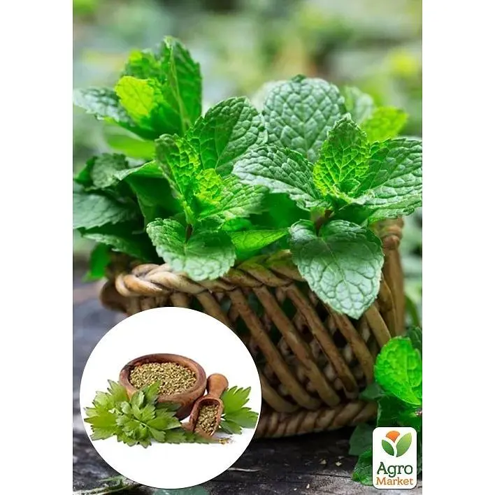 Саджанець Agro-Market М'ята Коріандрова Mentha gracilis (184016) 1 шт. - фото 2