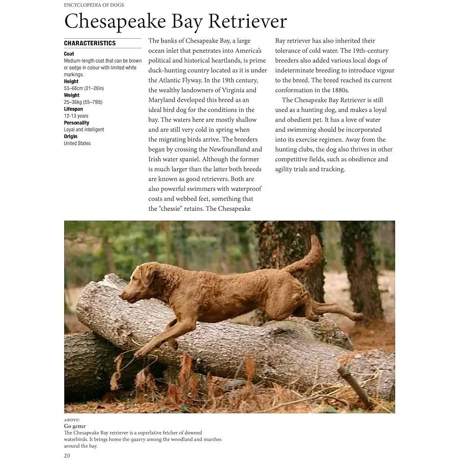 Encyclopedia of Dogs - Джексон Том - фото 5