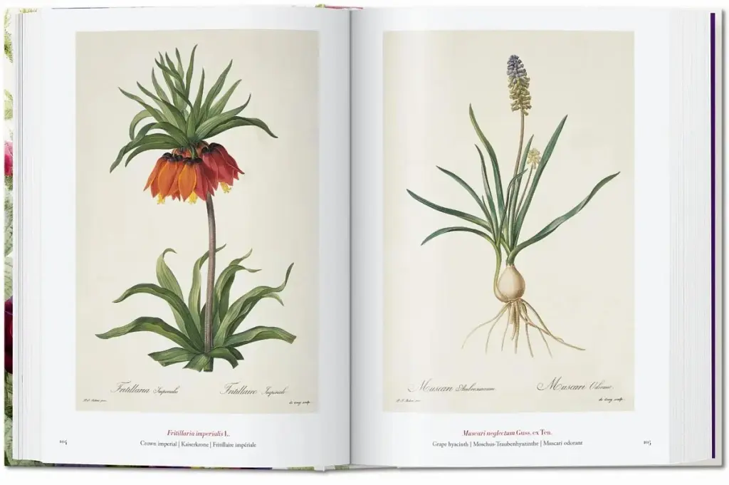 Redouté. The Book of Flowers - фото 3