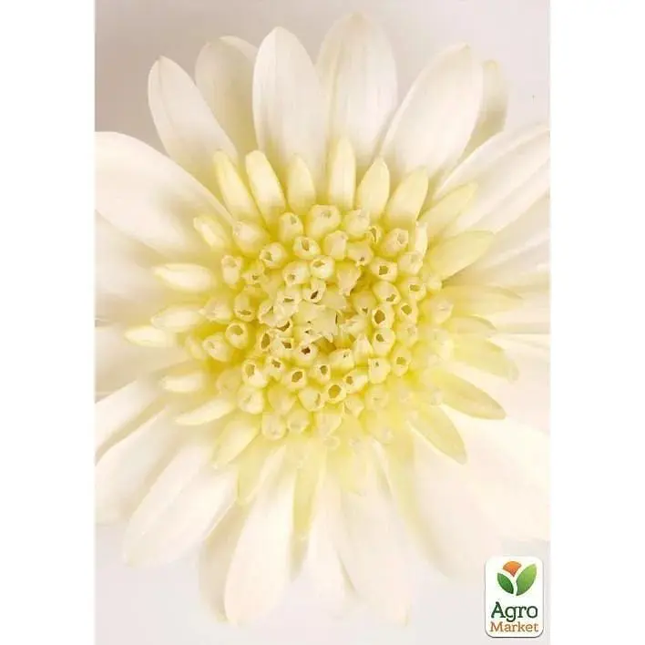 Саженец Agro-Market Остеоспермум махровый Pasodoble Enrico (контейнер №10 высота 10-20 см) (49098) 1 шт. в упаковке - фото 2