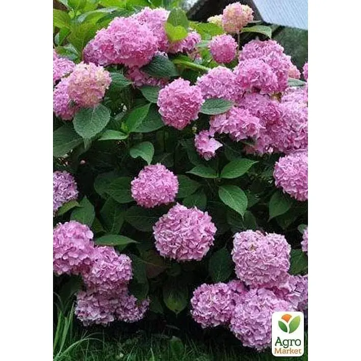 Саженец Agro-Market Гортензия крупнолистовая 2-х летняя Bailmer Original высота саженца 25-45 см (183487) 1 шт. в упаковке - фото 2