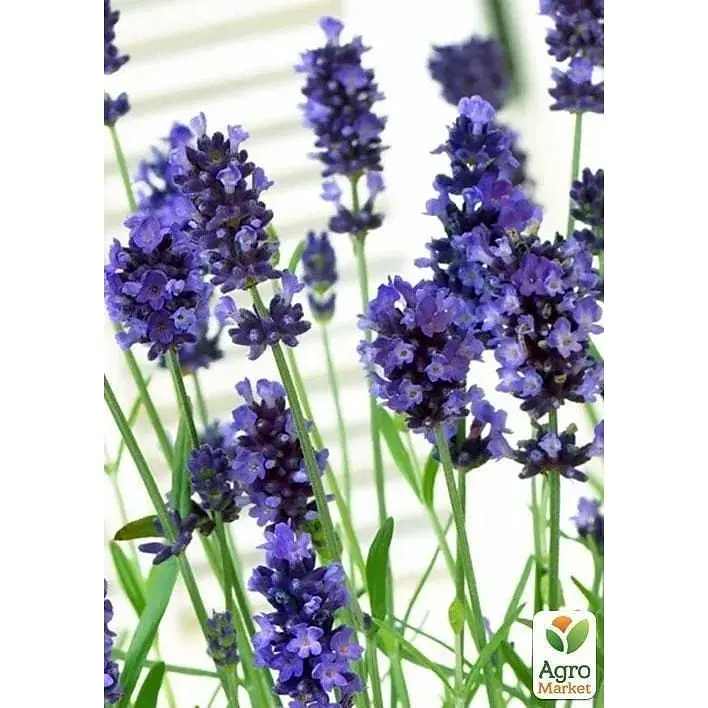 Саджанець Agro-Market Лаванда англійська вузьколиста Манстед (Munstead) (44330) 1 шт. в упаковці - фото 3