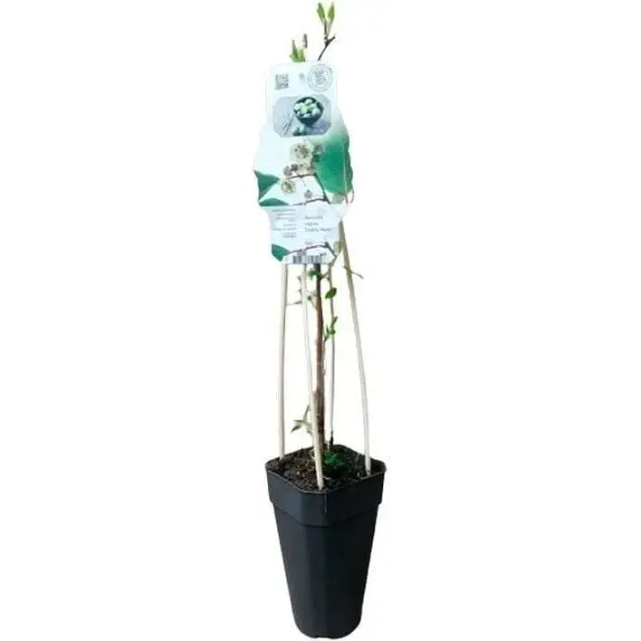 Саженец Agro-Market Актинидия Daddy Weiki LMTD (мужской опылитель сортовой, укорененный) (138529) из Нидерландов 1 шт. в упаковке - фото 2