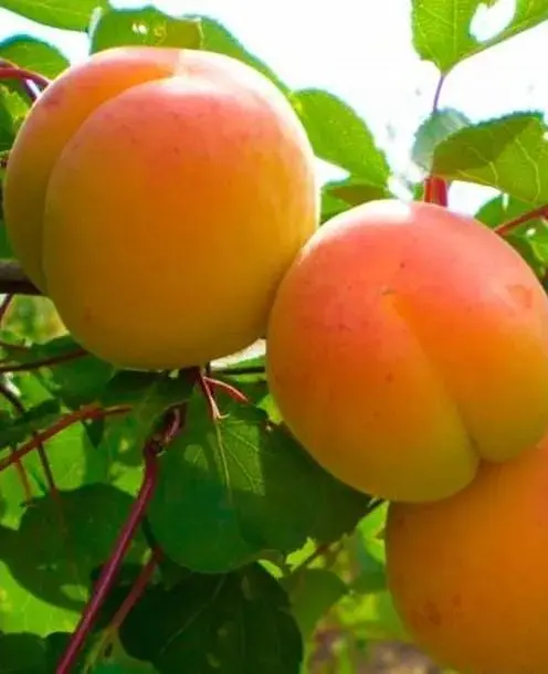 Саджанець Agro-Market Абрикос Мелітопольський ранній (літній сорт, ранній термін дозрівання) (46279) 1 шт. в упаковці - фото 2