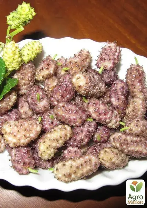 Саженец Agro-Market Шелковица крупноплодная Стамбульская розовая (летний сорт, средний срок созревания) 1 шт. в упаковке (16185) - фото 2